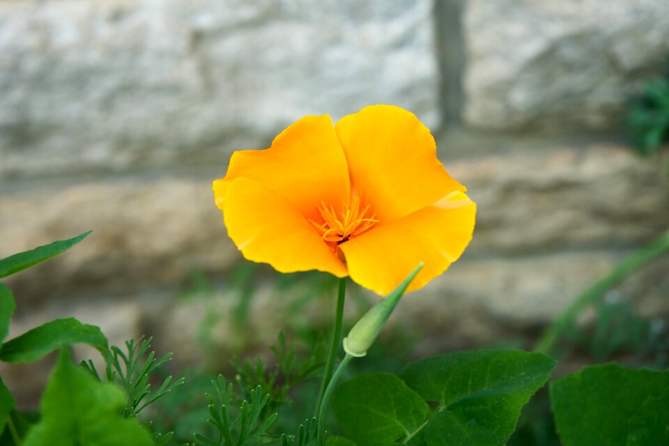Petals poppy botany