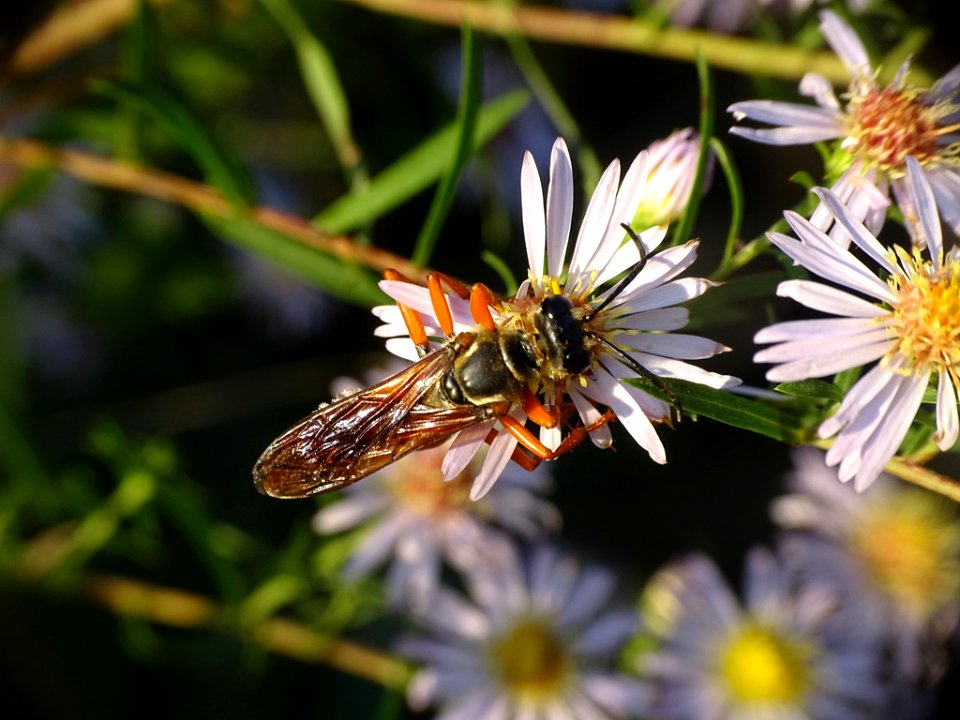 Great Golden Digger Wasp on Symphyotrichum praealtum