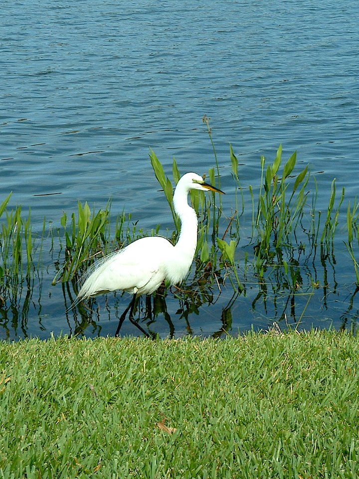 Great Egret, Disney World, 2008-03-10, 04