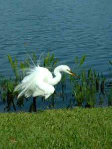 Great Egret, Disney World, 2008-03-10, 01
