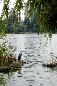 Great Blue Heron (Ardea herodias) in Lost Lagoon, Stanley Park, Vancouver, BC