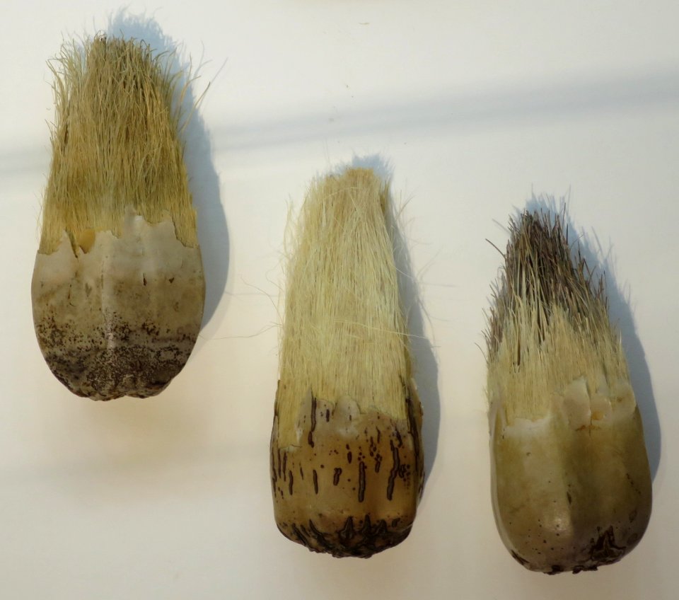 Hala brushes (pandanus keys), Hawaii State Art Museum