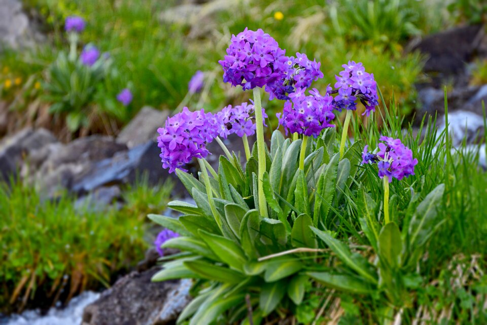 Spring flowers plant flowers