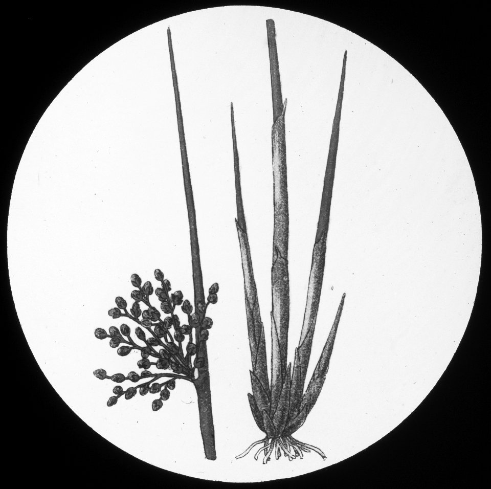 Gras- en klaversoorten , bies-rusch, Bestanddeelnr 194-0361