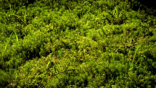 Haircap moss in Gullmarsskogen ravine