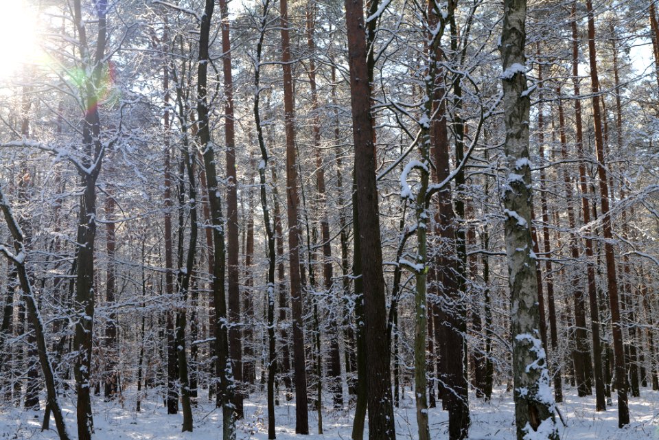 Grunewald with snow 2021-01-31 56