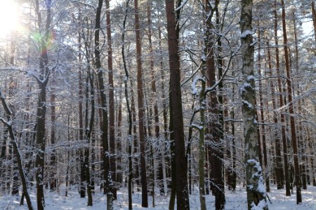 Grunewald with snow 2021-01-31 56