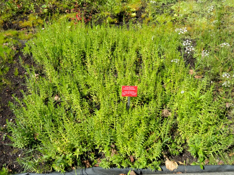 Gratiola officinalis - Botanischer Garten, Frankfurt am Main - DSC02716
