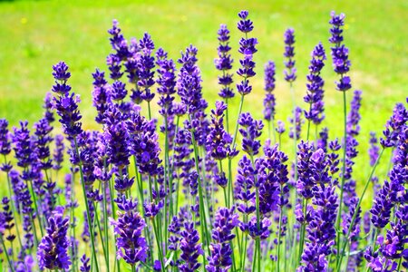 Flowers flower purple