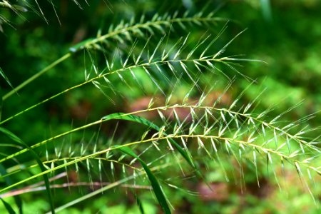 Grassy (217492161)