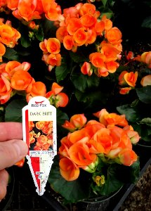 Great Swamp Greenhouse photos Amstel Begonia Dark Britt