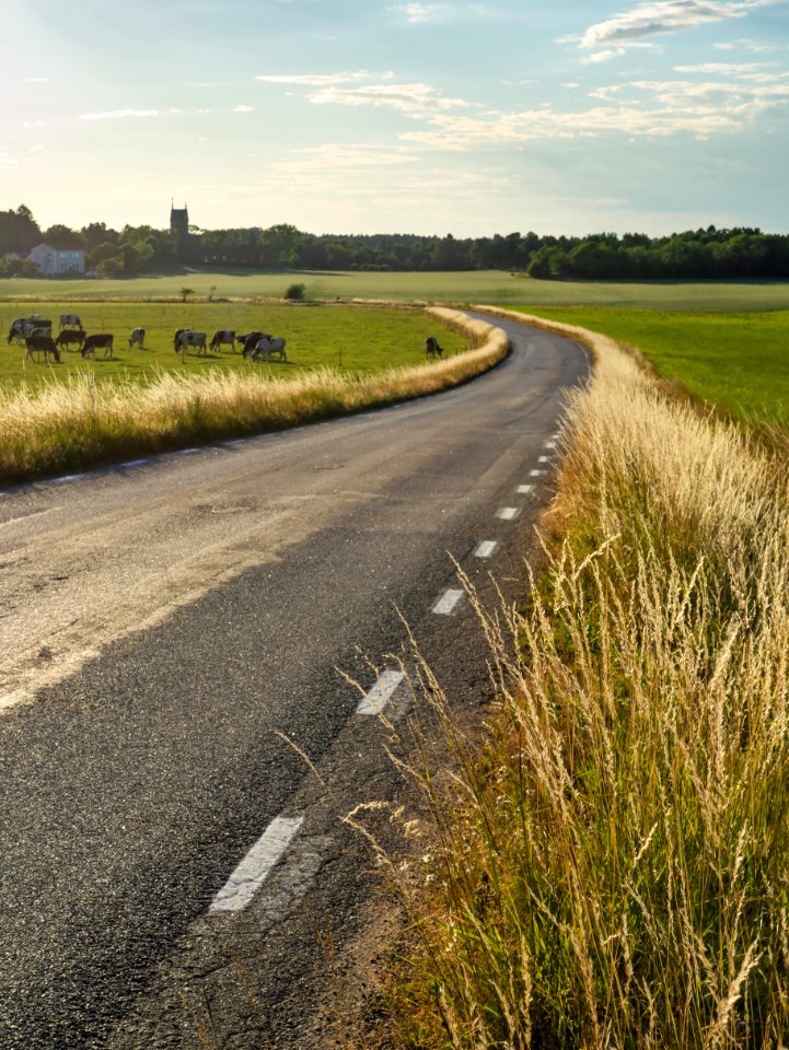 Grass by a road in evening haze 1