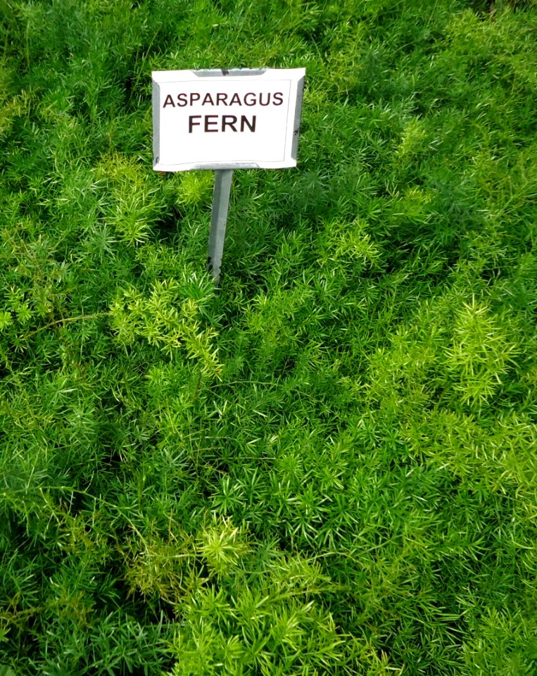 Great Swamp Greenhouse photos Asparagus Fern