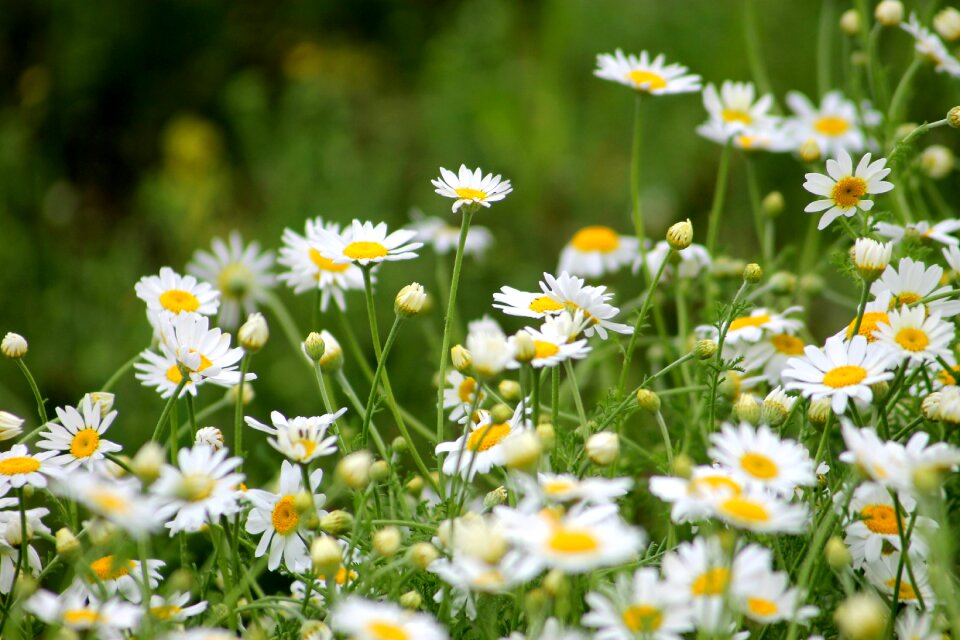 Daisy summer wildflower