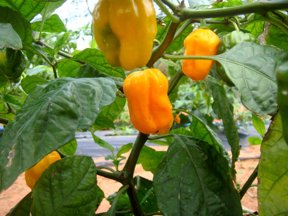 Hainan Yellow Lantern Chili plants - 01