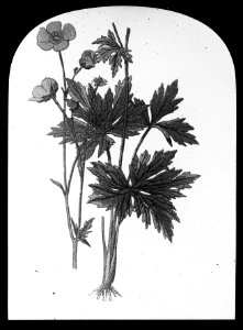 Gras- en klaversoorten , scherpeboterbloem, Bestanddeelnr 194-0363