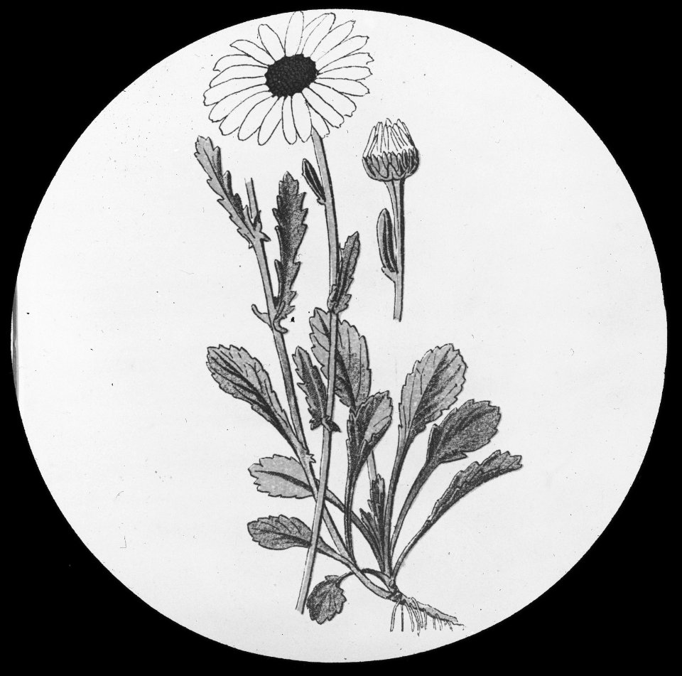 Gras- en klaversoorten , witte ganzebloem, Bestanddeelnr 194-0367