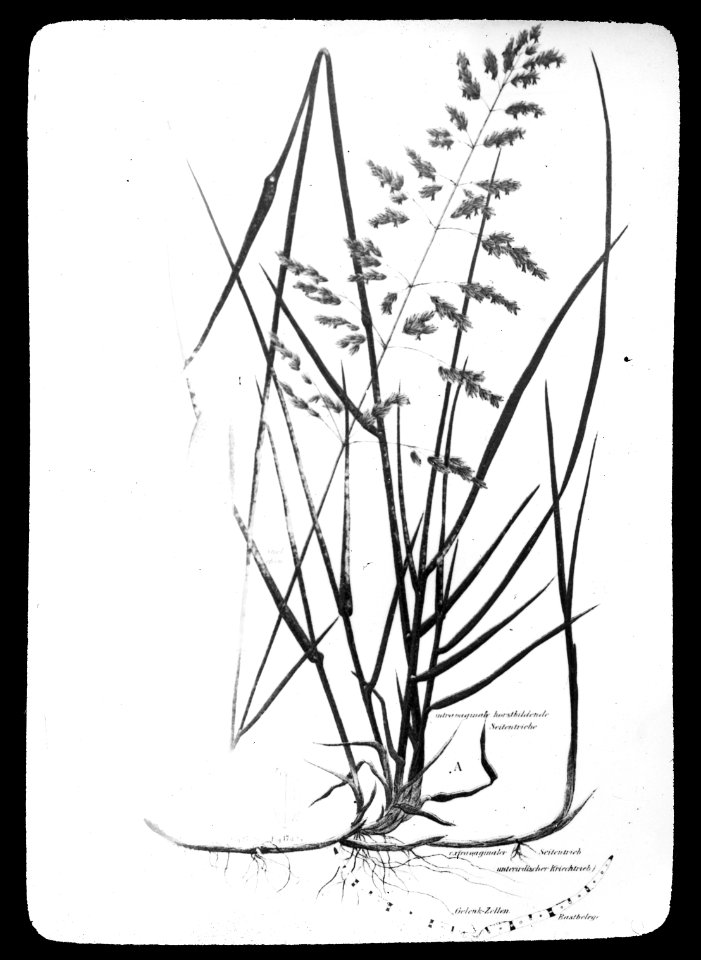 Gras- en klaversoorten , veldbeemdgras, Bestanddeelnr 194-0346