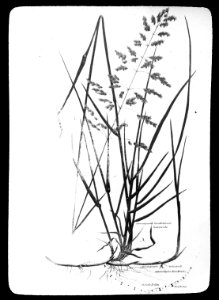 Gras- en klaversoorten , veldbeemdgras, Bestanddeelnr 194-0346