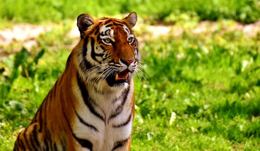 Beautiful dangerous big cat