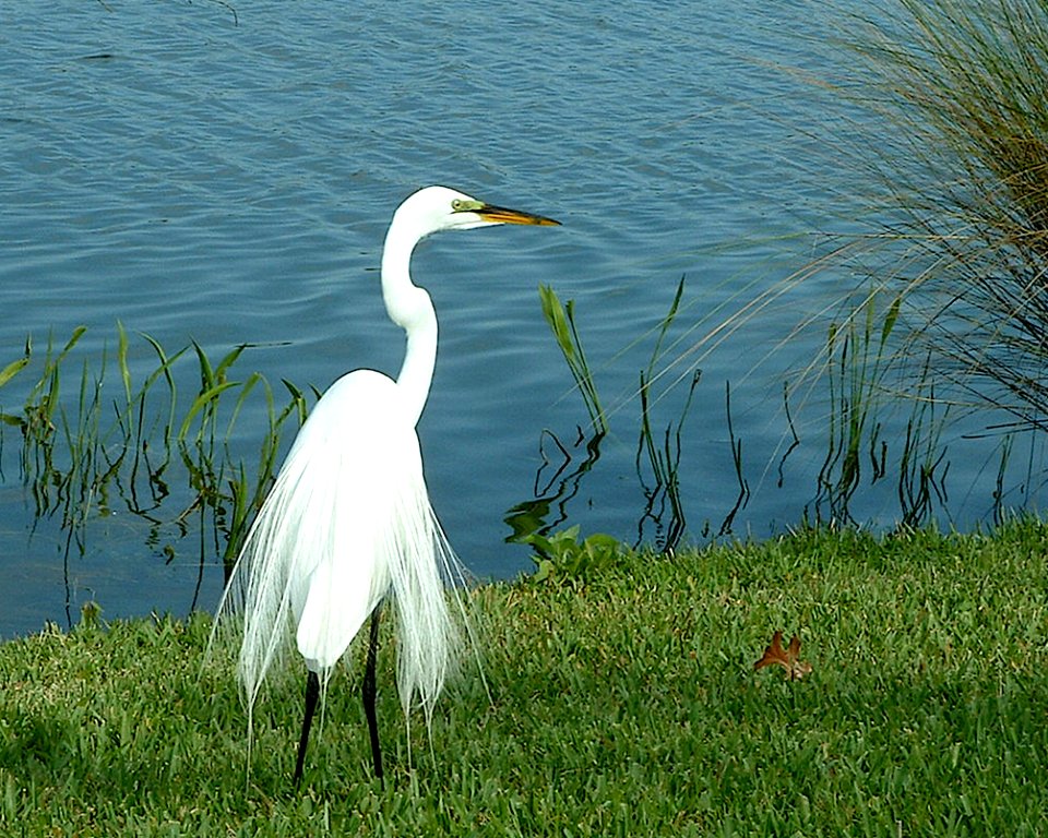 Great Egret, Disney World, 2008-03-10, 02