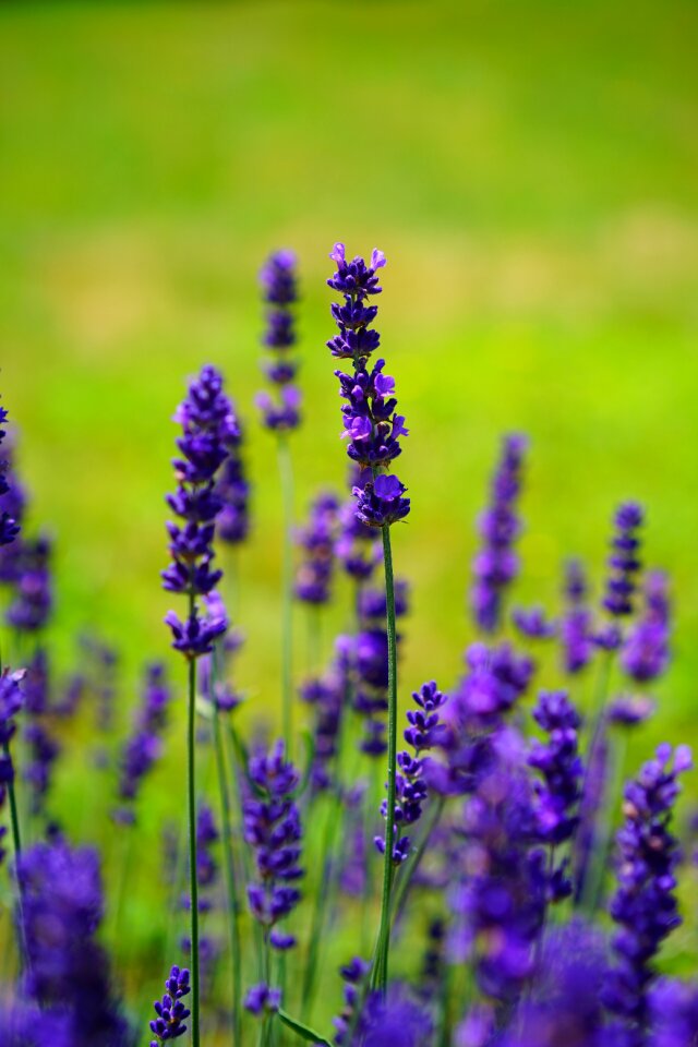 Purple violet plant