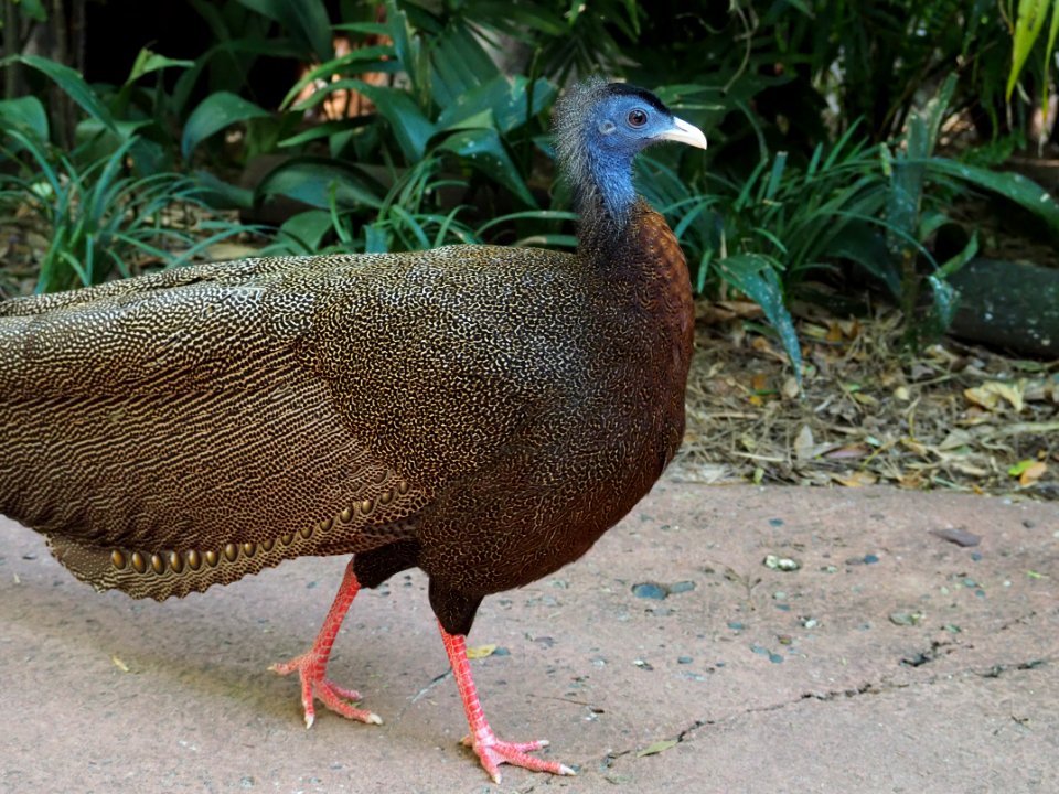Great argus (Argusianus argus)