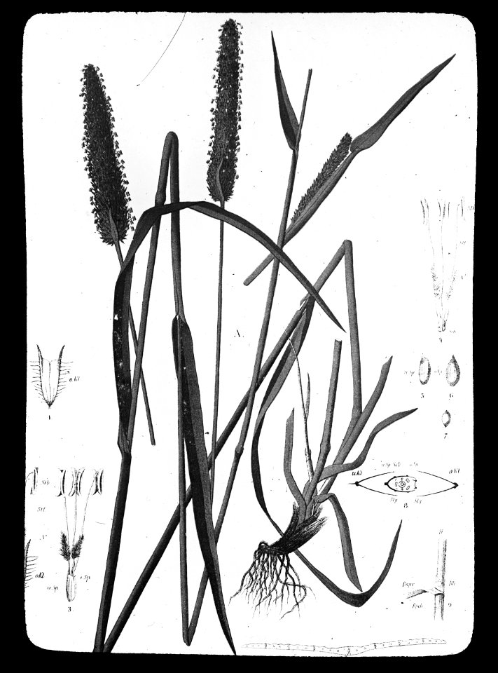Gras- en klaversoorten , timothee, Bestanddeelnr 194-0341