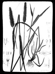Gras- en klaversoorten , timothee, Bestanddeelnr 194-0341