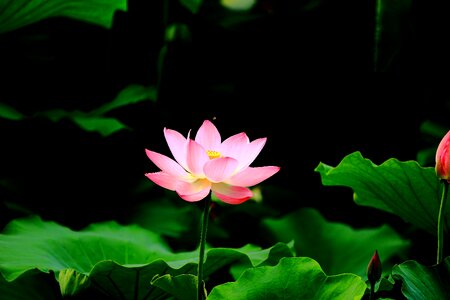 Flower powder flowering photo