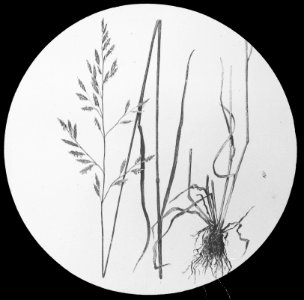 Gras- en klaversoorten , veldbeemdgras, Bestanddeelnr 194-0352