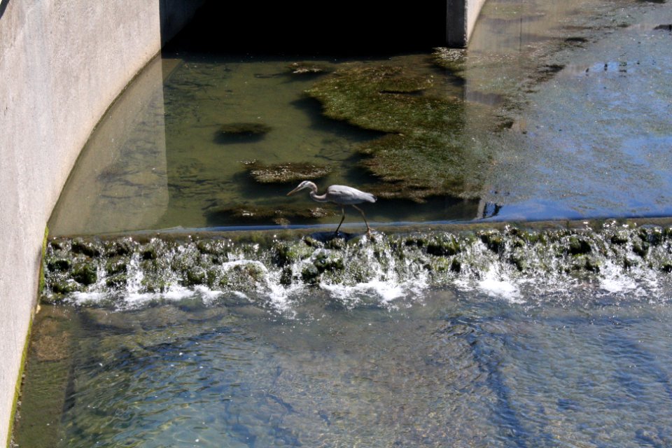 Great blue heron seeking food in downtown Springdale, Arkansas