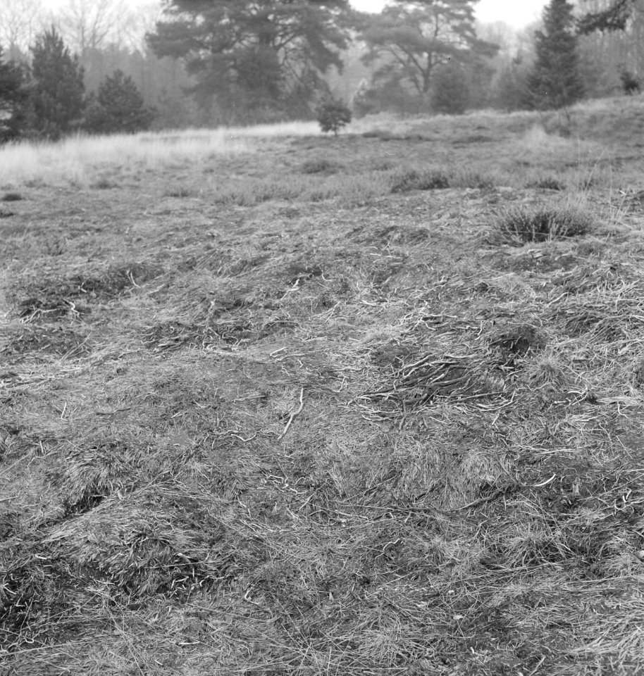 Grasvelden, overzichten, bomen, Bestanddeelnr 253-5501