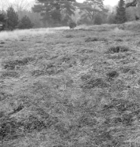 Grasvelden, overzichten, bomen, Bestanddeelnr 253-5501