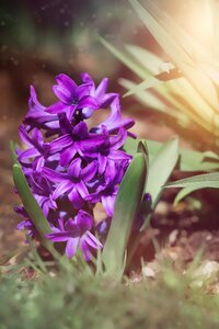 Purple hyacinth flower purple flower