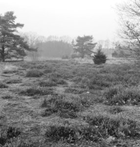 Grasvelden, overzichten, bomen, Bestanddeelnr 253-5500