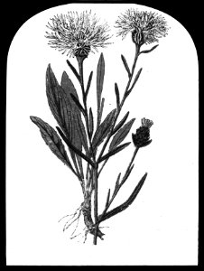 Gras- en klaversoorten , wambuisknoop, Bestanddeelnr 194-0369