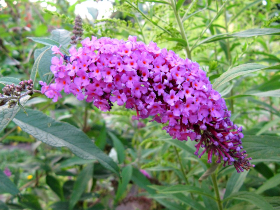 Grappe de fleurs