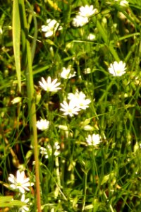 Gras-Sternmiere Kohlbruck