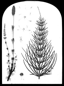 Gras- en klaversoorten , akkerpaardestaart, Bestanddeelnr 194-0362