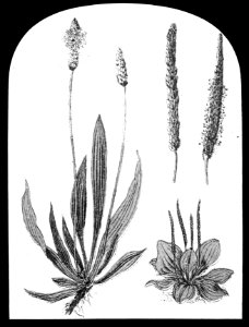 Gras- en klaversoorten , wegbree, Bestanddeelnr 194-0366