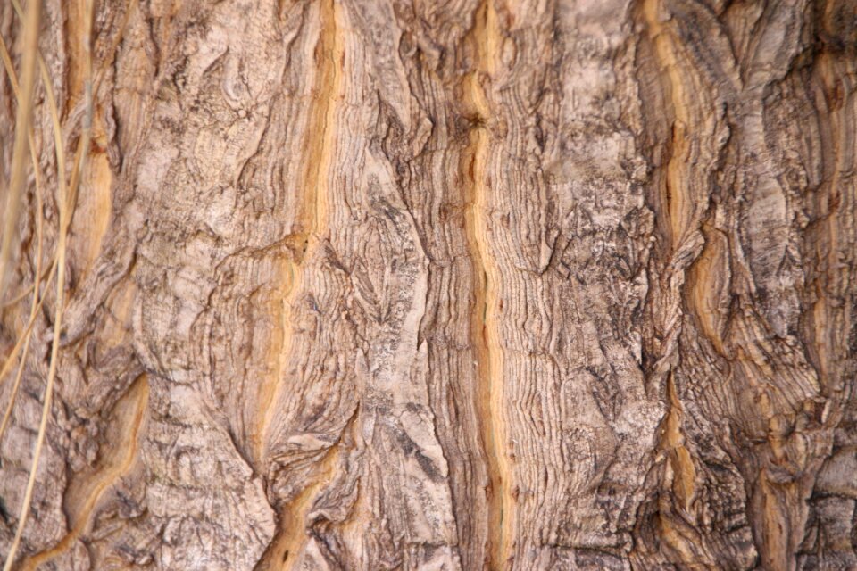 Texture nature tree bark texture