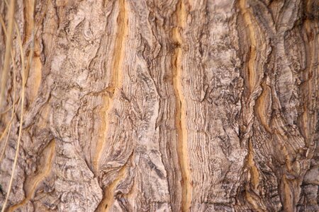 Texture nature tree bark texture photo