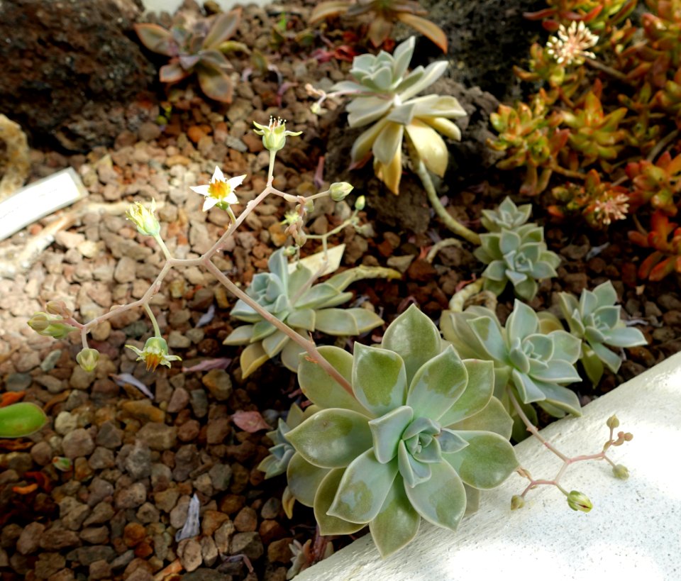 Graptopetalum paraguayense - Orto botanico - Rome, Italy - DSC00005