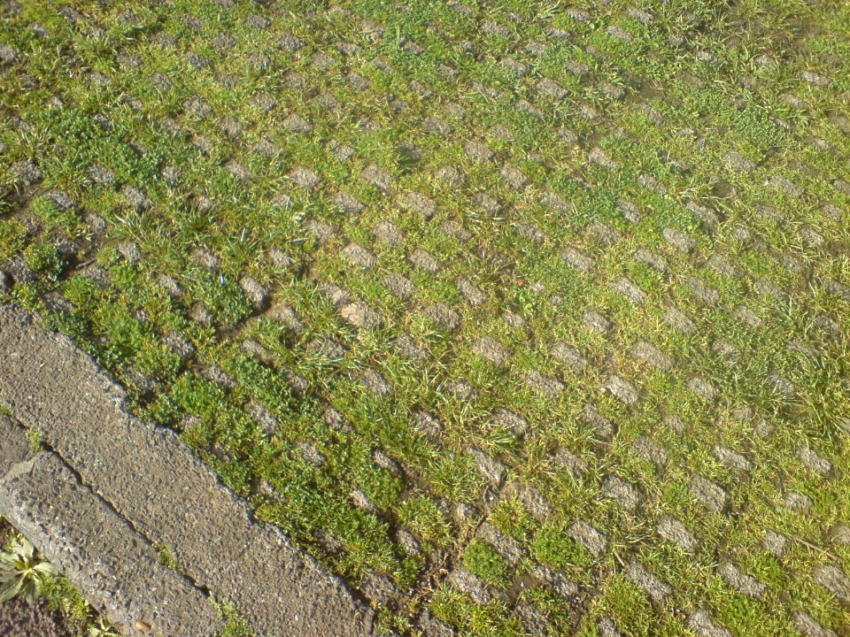 Grass Pavers In The Auckland Domain II
