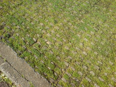 Grass Pavers In The Auckland Domain II