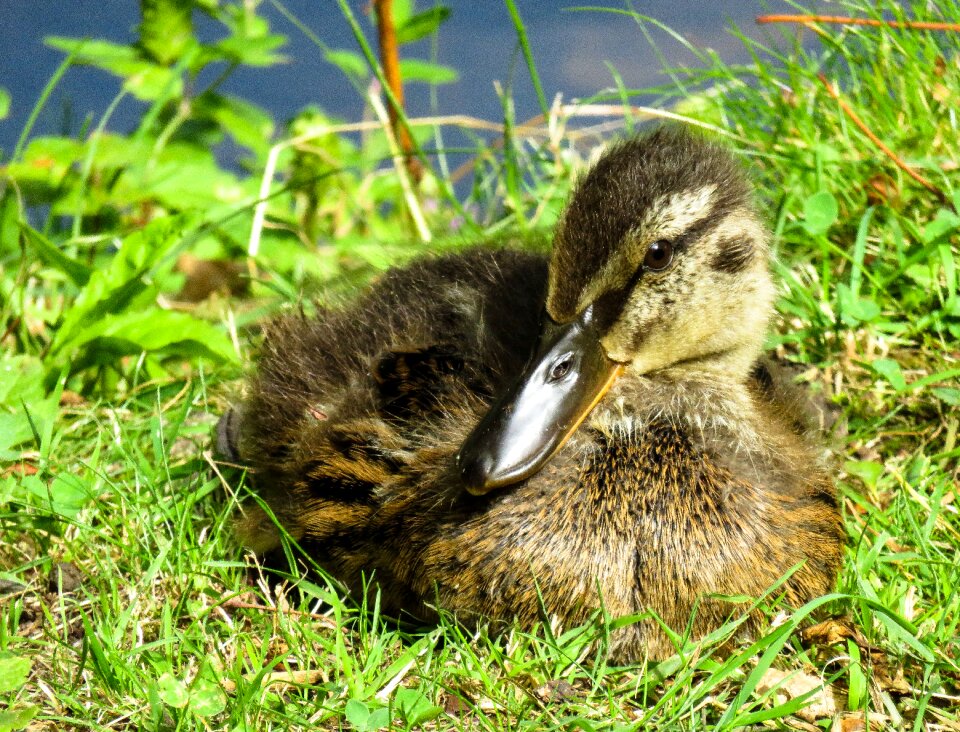 Family chicks meadow