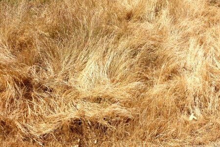 Grass in Queen Elizabeth Park - Vancouver, Canada - DSC07460