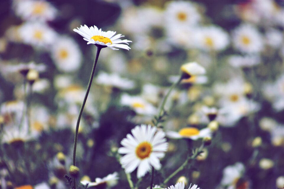 Daisy summer wildflower