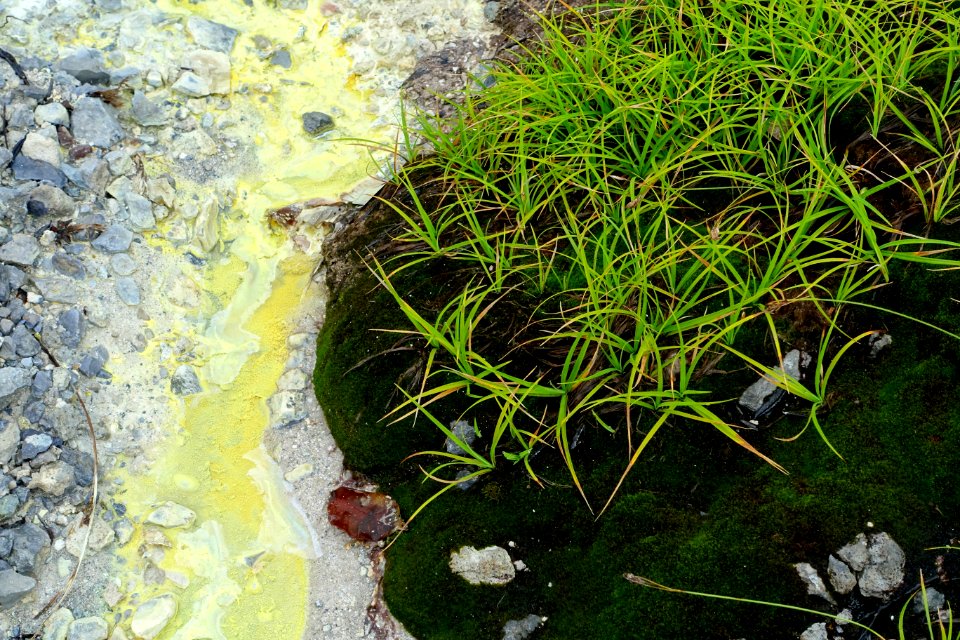 Grass and sulphur - Mount Osore - Mutsu, Aomori - DSC00553
